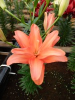 [5015 Ceb Latte No02.JPG]